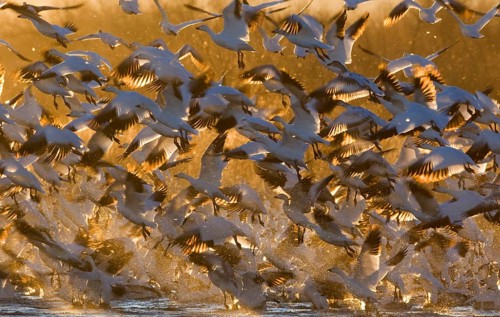 Snow Goose