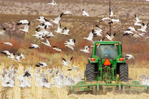Flock of snow goose