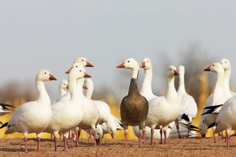Snow goose