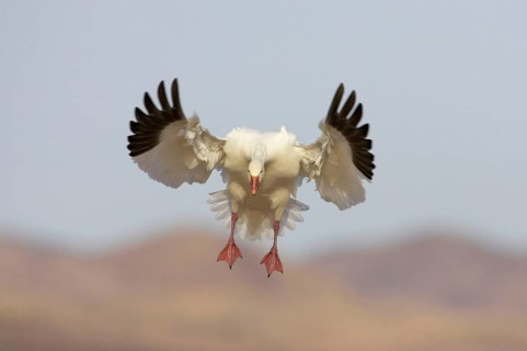 Snow goose