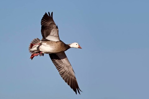 Snow Goose