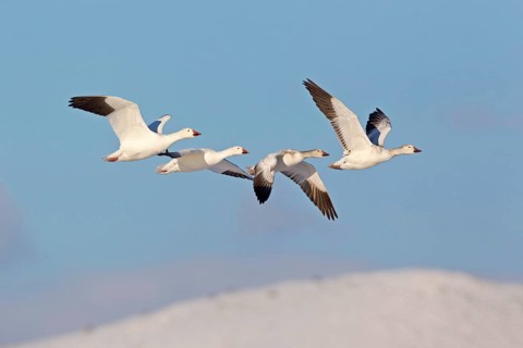 Snow Goose