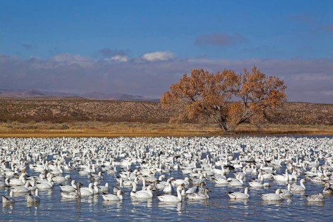 Snow Goose
