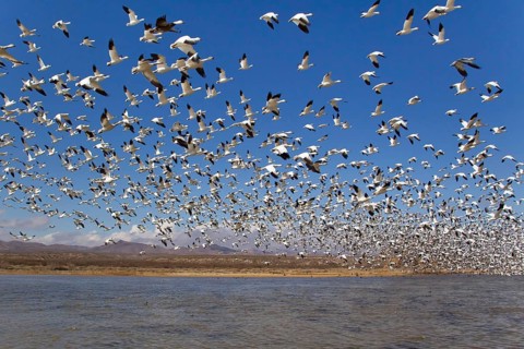 Snow Goose