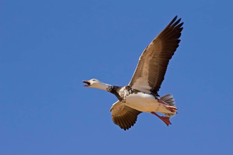 Snow Goose
