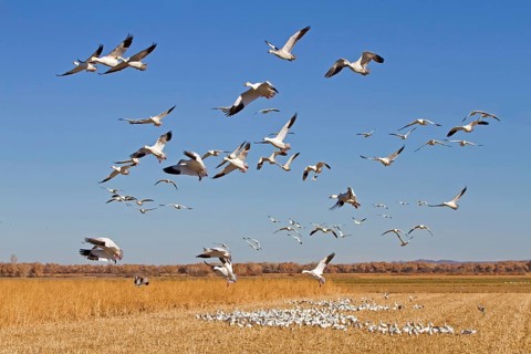 Snow Goose