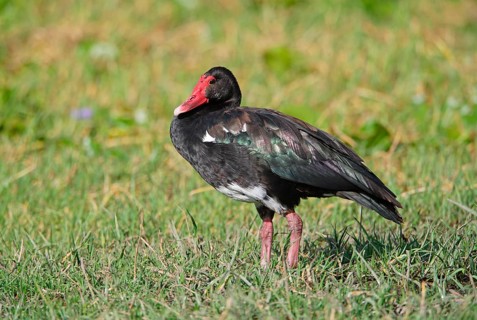Spur-winged goose
