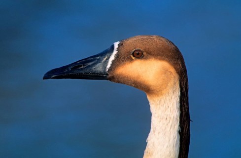 Swan goose