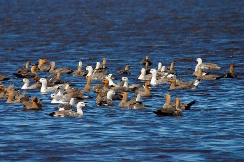 Upland goose