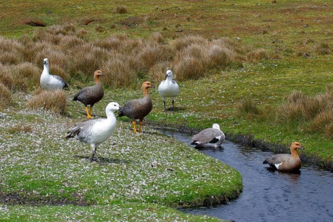 Upland goose