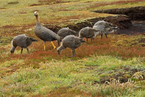 Upland goose