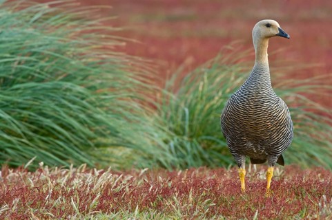 Upland goose