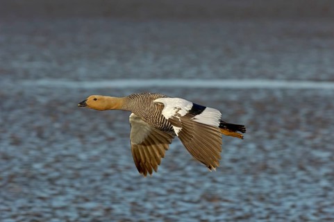Upland goose