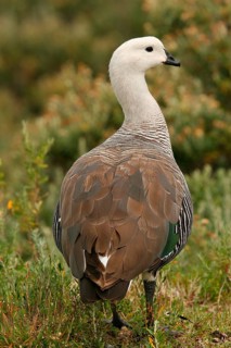 Upland Goose