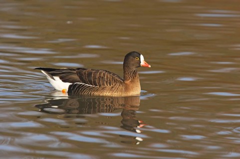 Lesser white-fronted goose