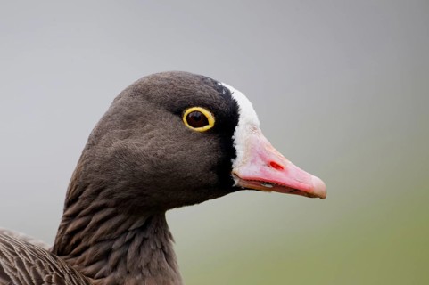 Adult lesser white-fronted goose