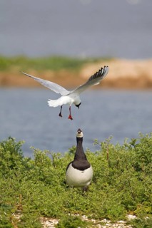 Adult black-headed gull