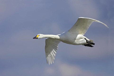 Tundra swan