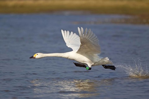 Bewick's Swan