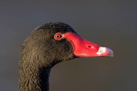 Black swan