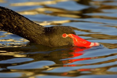 Black swan