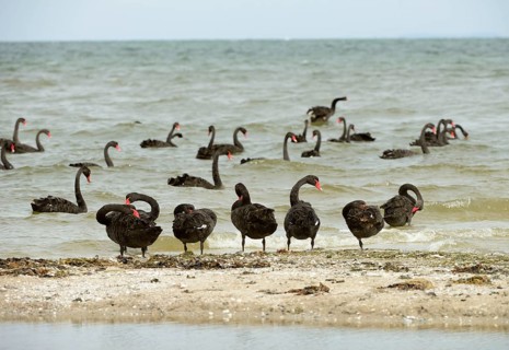Flock of Black black swan