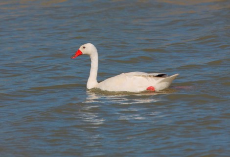 Coscoroba swan