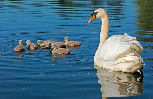 Mute Swan
