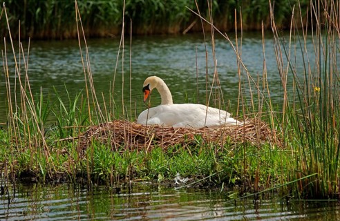 Mute swan