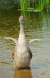 Mute swan