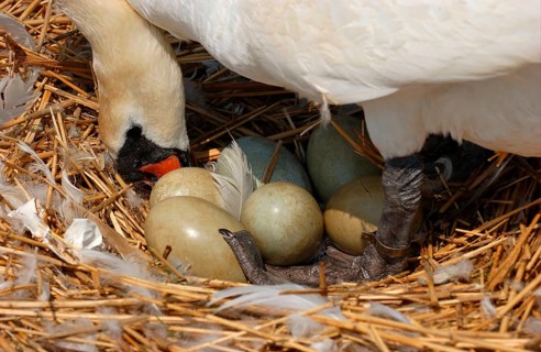 Mute swan