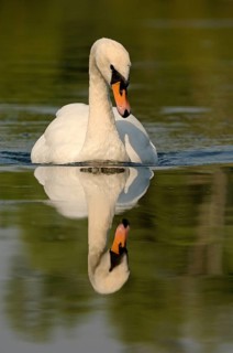 Mute swan