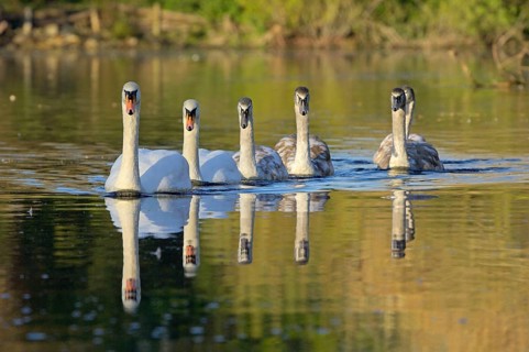 Mute Swan