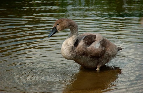 Mute Swan