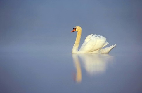 Mute Swan