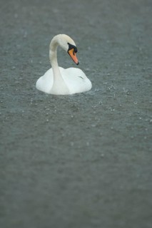 Mute swan