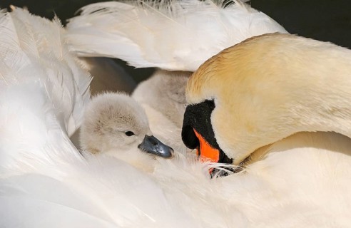 Mute Swan