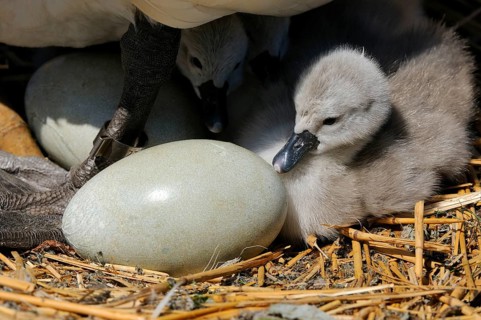 Mute swan