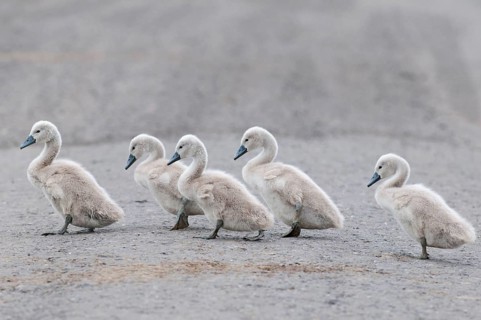 Mute Swan