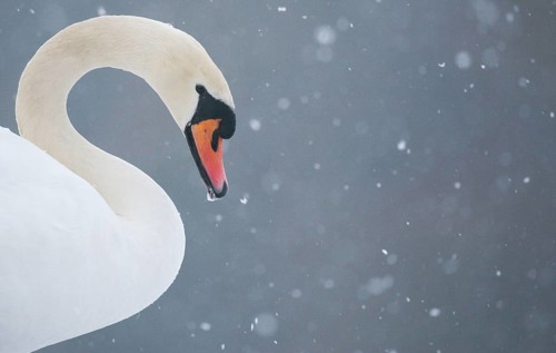 Mute Swan