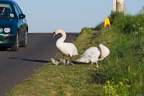 Mute Swan