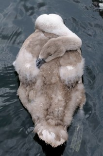 Mute swan