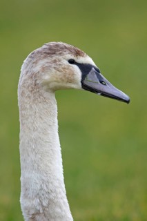 Young mute swan