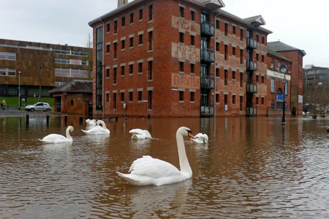 Flock of mute swans