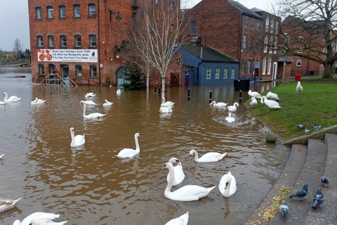 Flock of mute swans
