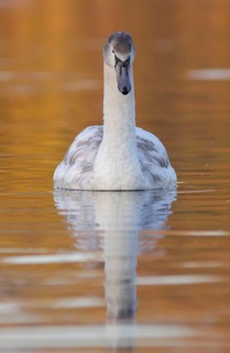 Mute swan