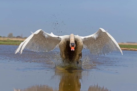 Mute swan