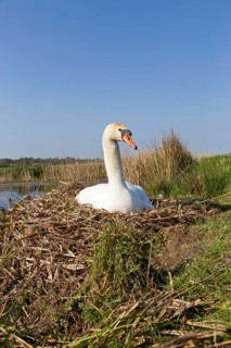 Mute swan