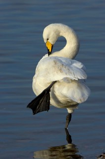 Whooper Swan