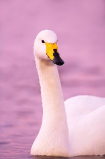 Adult whooper swan